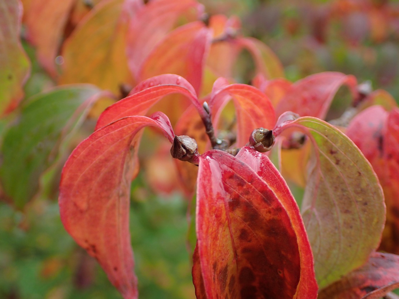 Cornus kousa 'Wieting's Select'