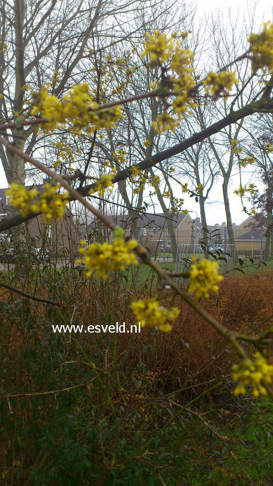 Cornus mas