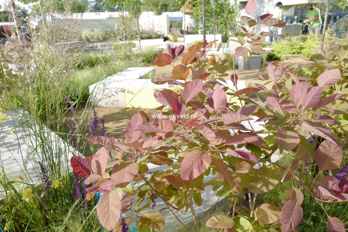 Cotinus 'Grace'