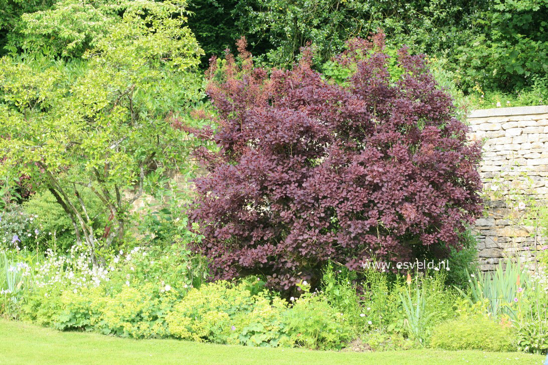 Cotinus coggygria 'Royal Purple'