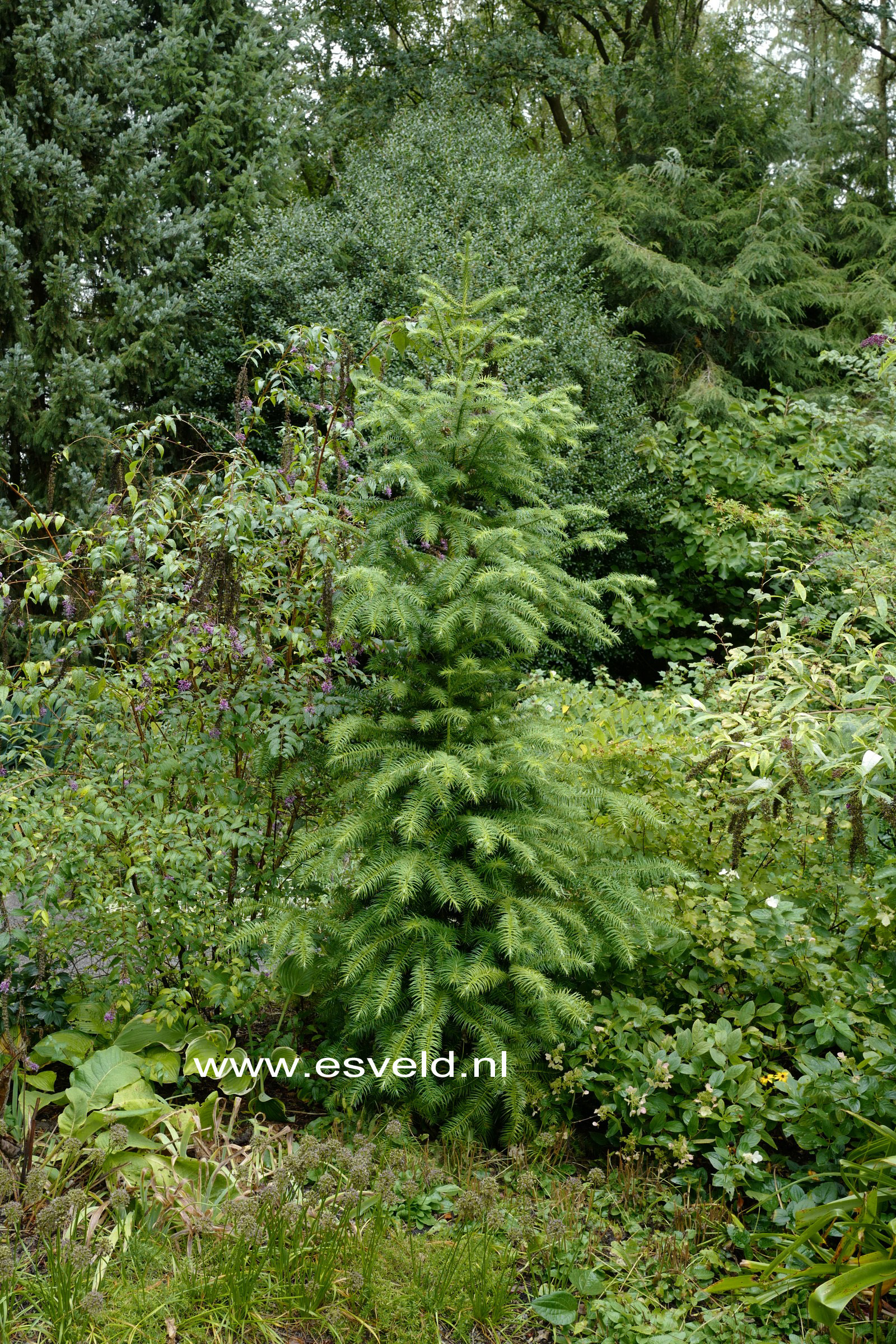 Cunninghamia lanceolata
