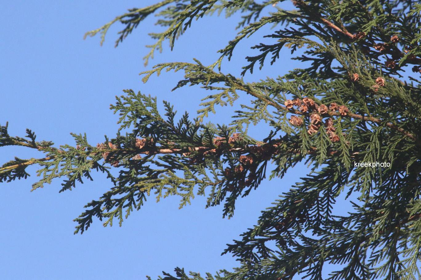Cupressus macrocarpa