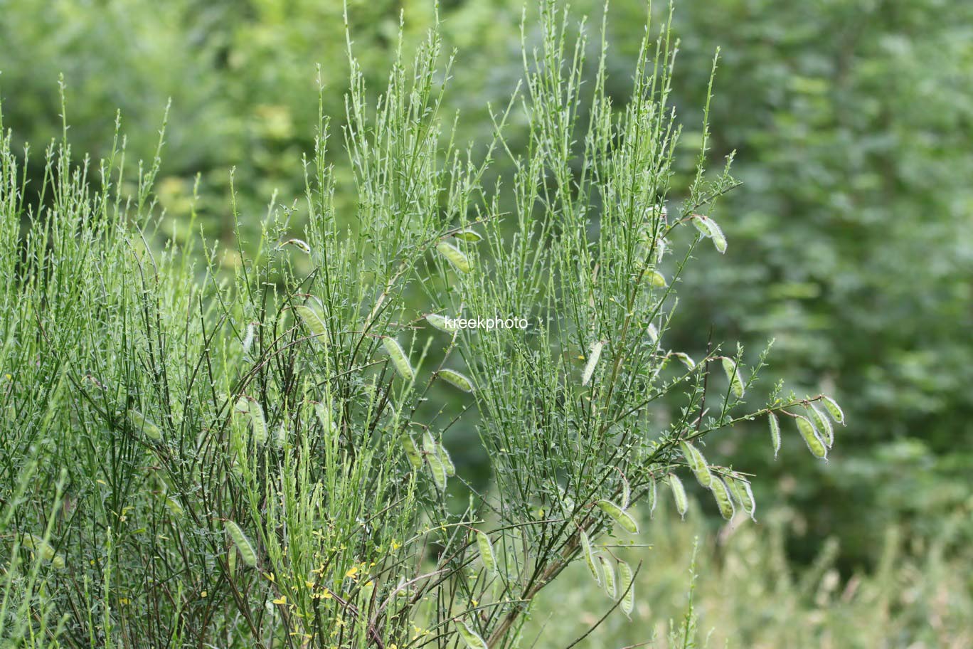 Cytisus scoparius