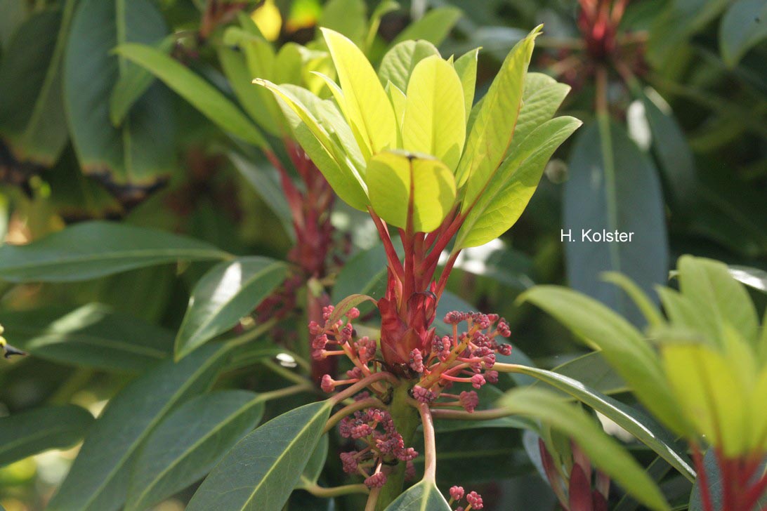 Daphniphyllum macropodum