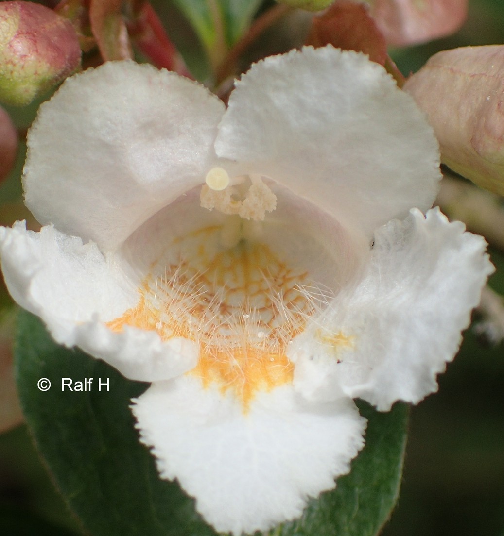 Dipelta floribunda