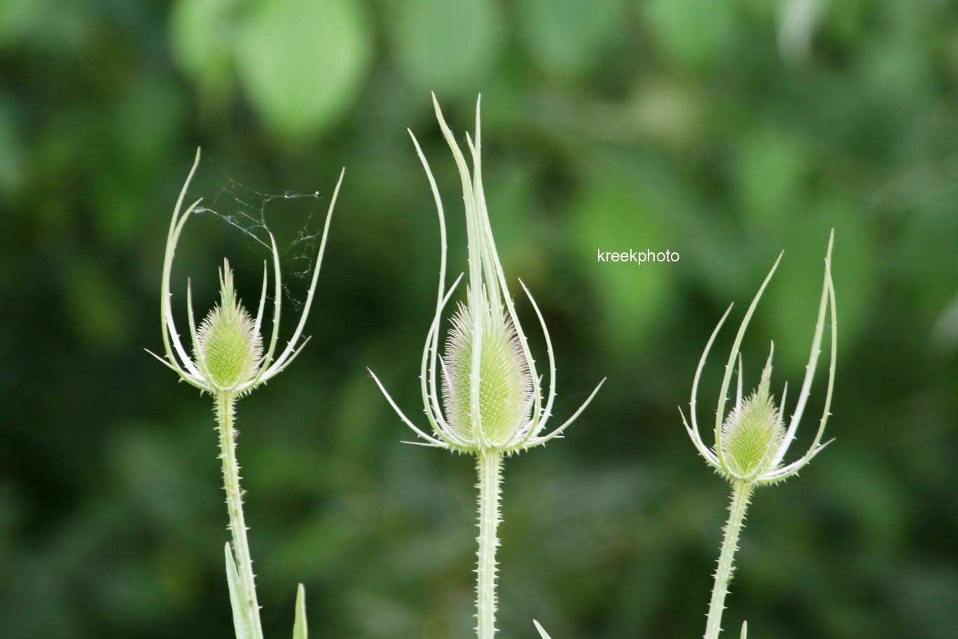 Dipsacus fullonum