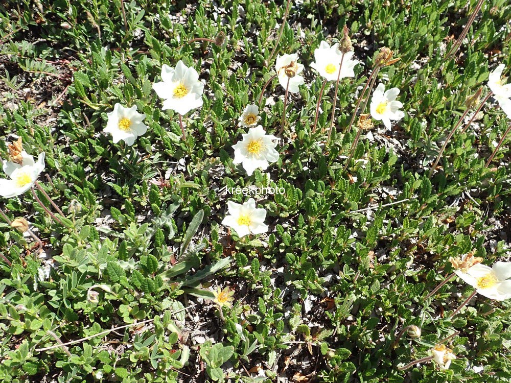 Dryas octopetala