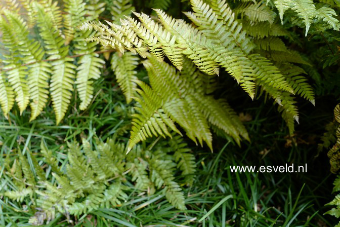 Dryopteris erythrosora