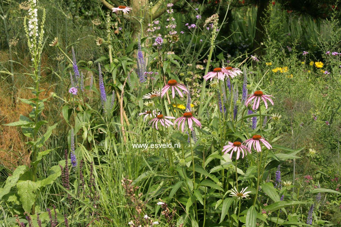 Echinacea purpurea