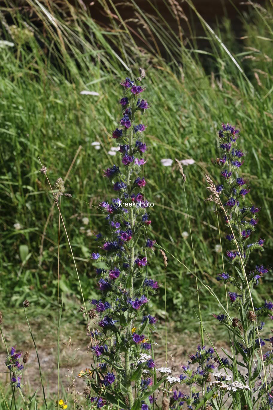 Echium vulgare