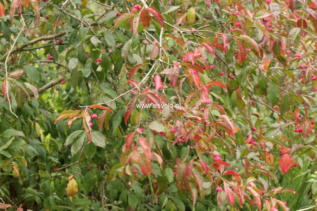 Euonymus europaeus 'Red Cascade'