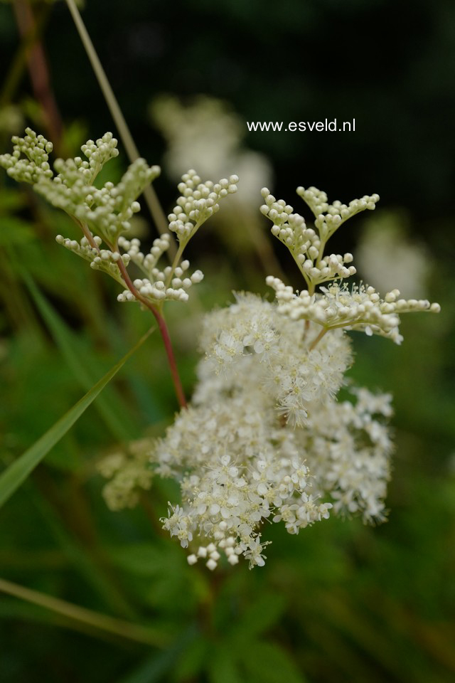 Filipendula ulmaria