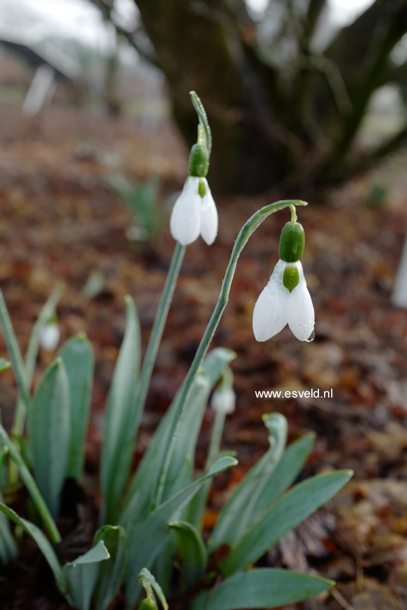 Galanthus nivalis