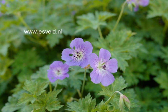 Geranium 'Rozanne'