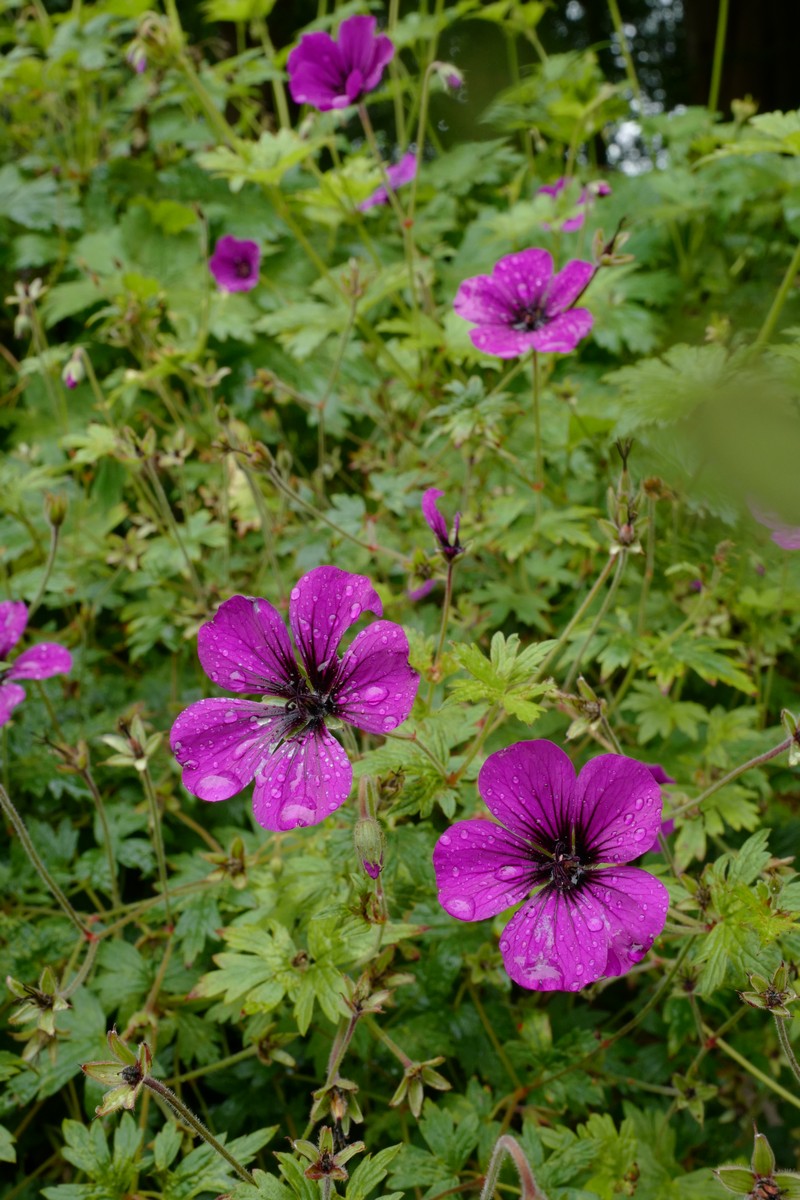 Geranium psilostemon