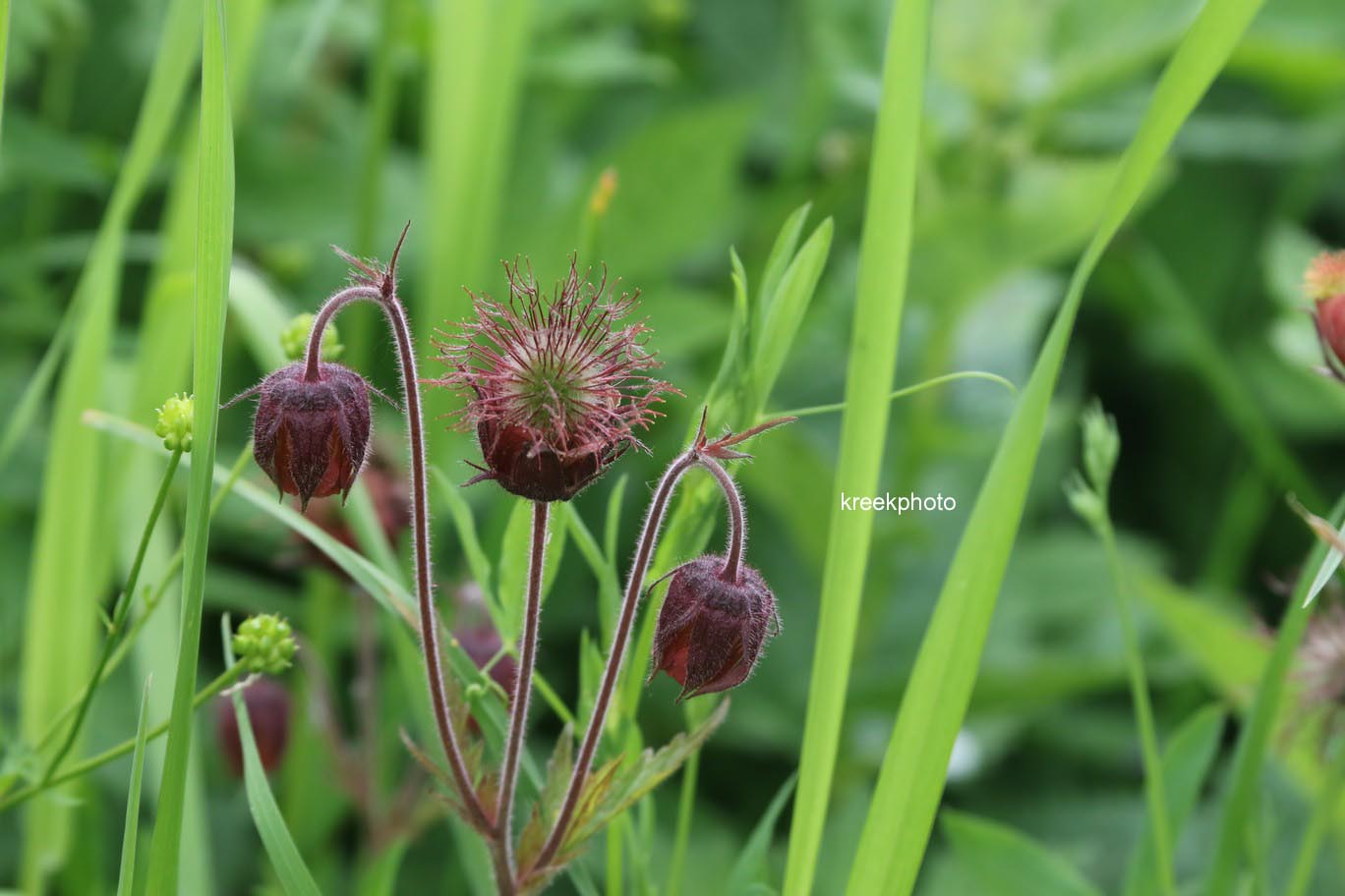 Geum rivale