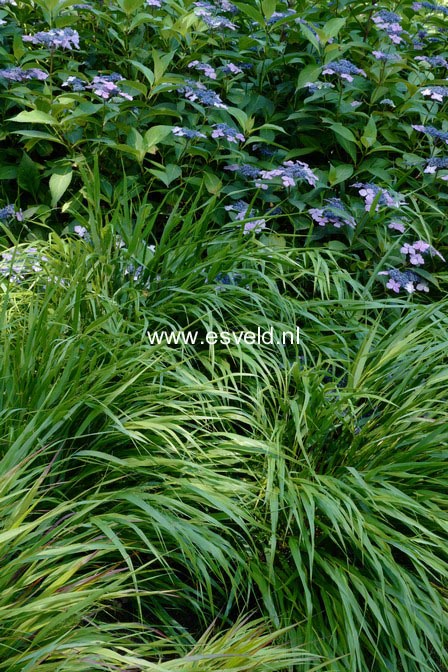 Hakonechloa macra