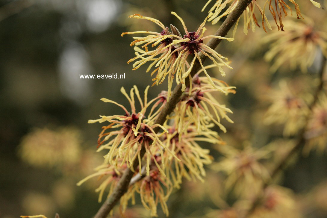 Hamamelis intermedia 'Aurora'