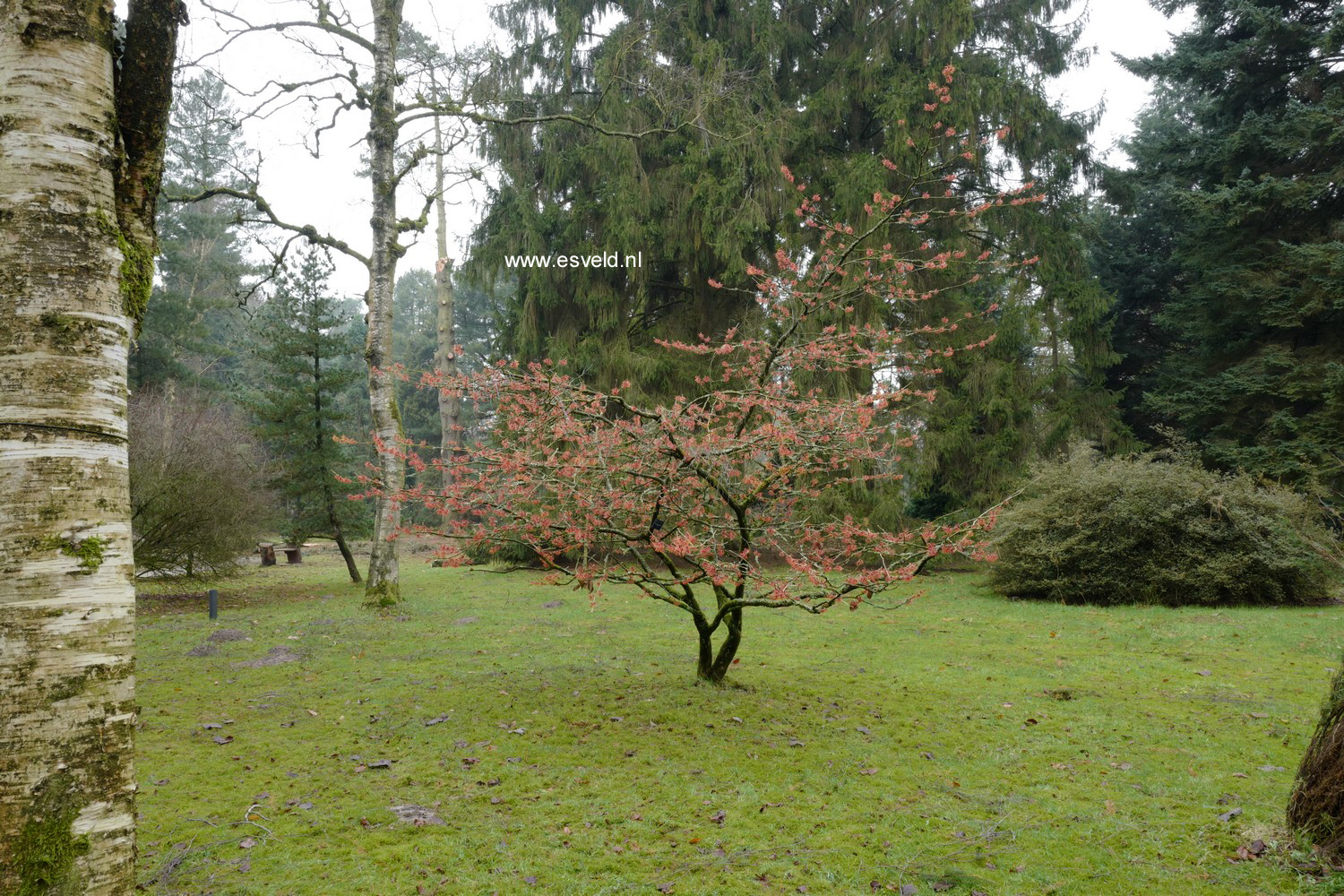 Hamamelis intermedia 'Jelena'