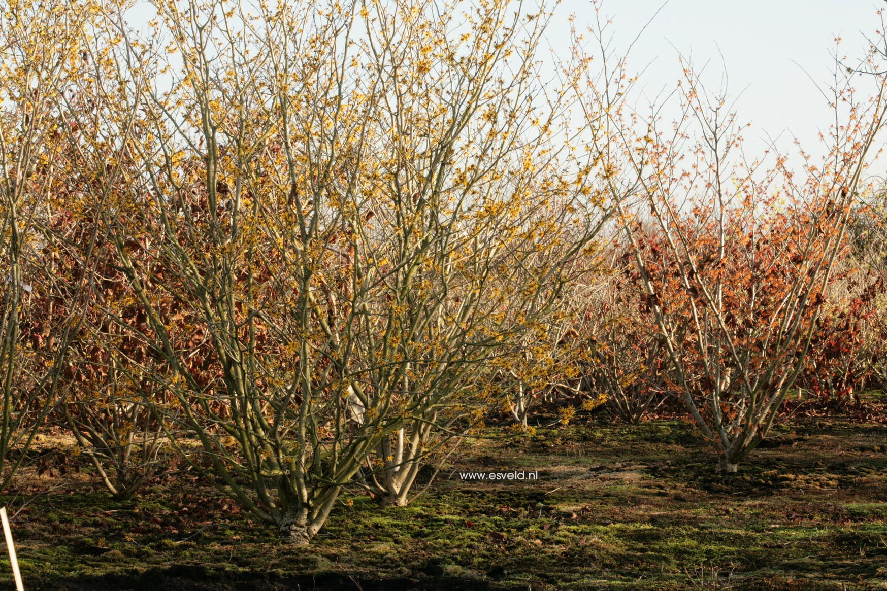 Hamamelis intermedia