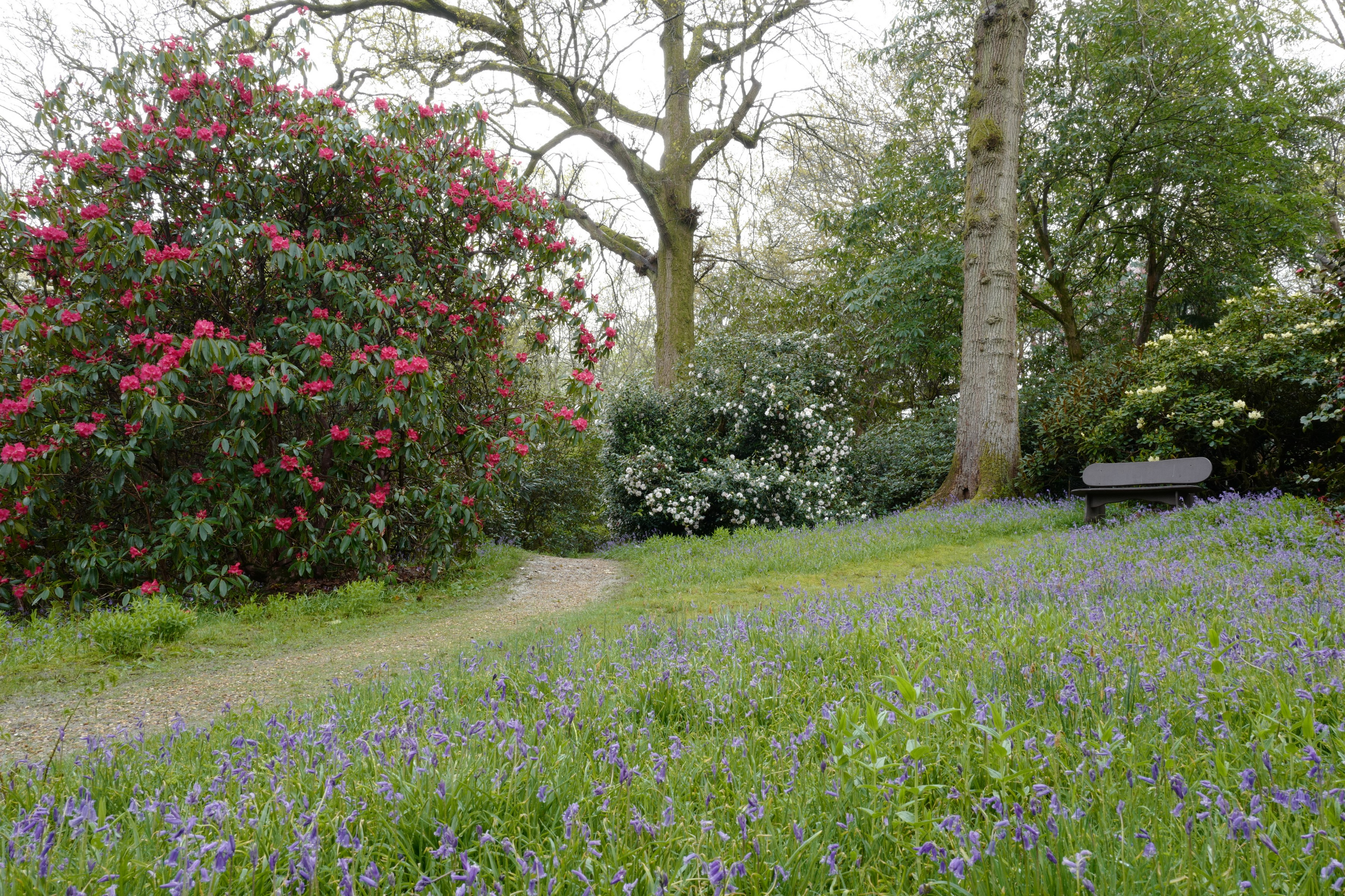 Hyacinthoides non-scripta