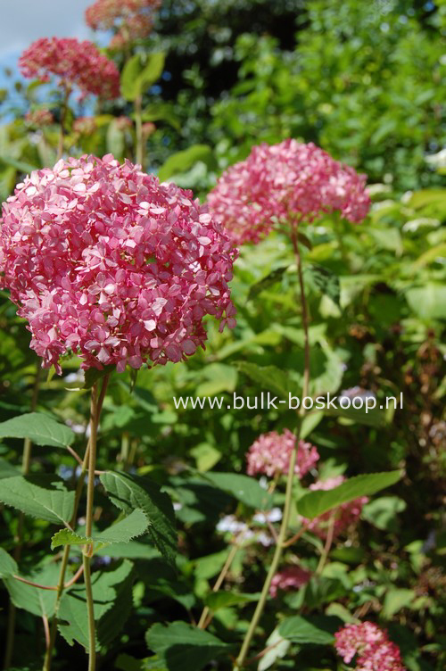 Hydrangea arborescens 'Ncha1' (INVINCIBELLE SPIRIT)