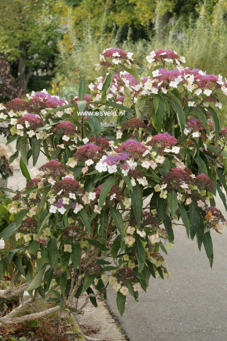Hydrangea aspera strigosa