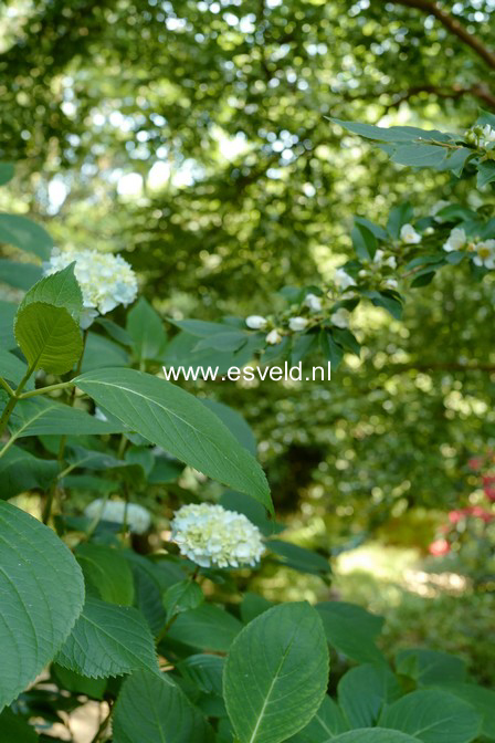Hydrangea macrophylla 'Generale Vicomtesse de Vibraye'
