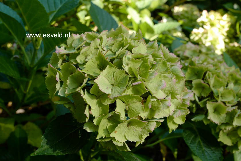 Hydrangea macrophylla 'Hortmoc' (MAGICAL OCEAN)