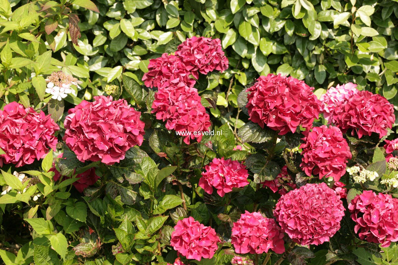 Hydrangea macrophylla 'Merveille Sanguine'