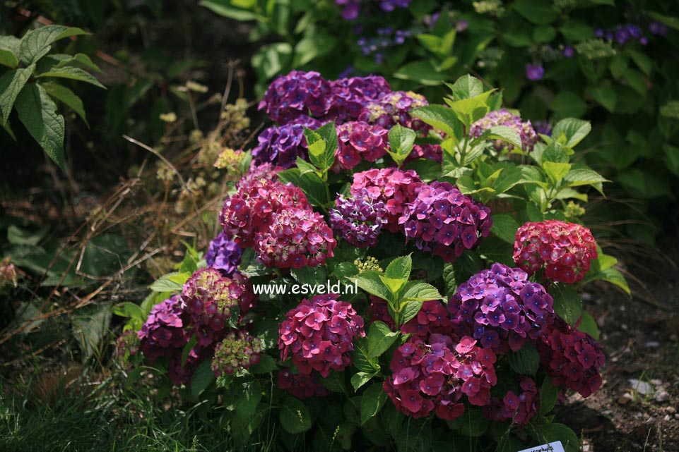 Hydrangea macrophylla 'Mme. G.J. Bier'