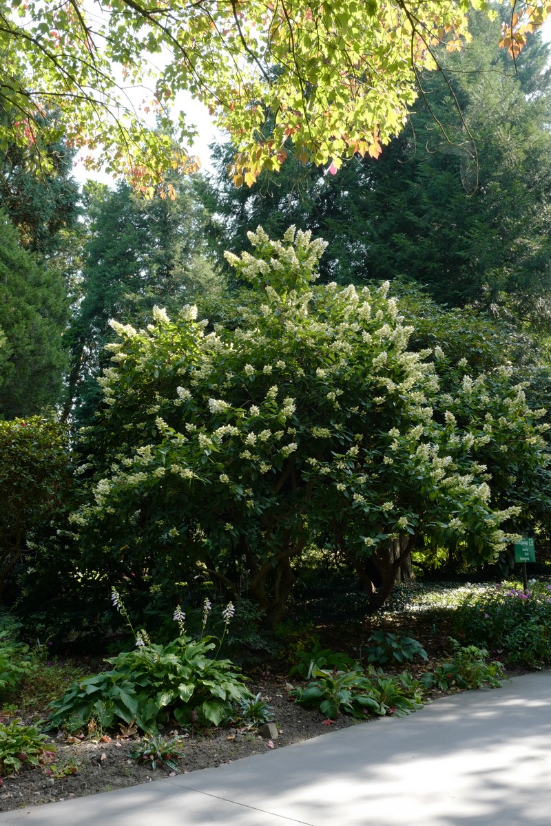 Hydrangea paniculata 'Tardiva'
