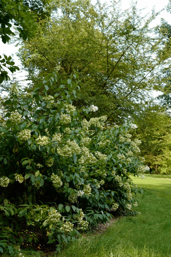 Hydrangea paniculata 'White Moth'