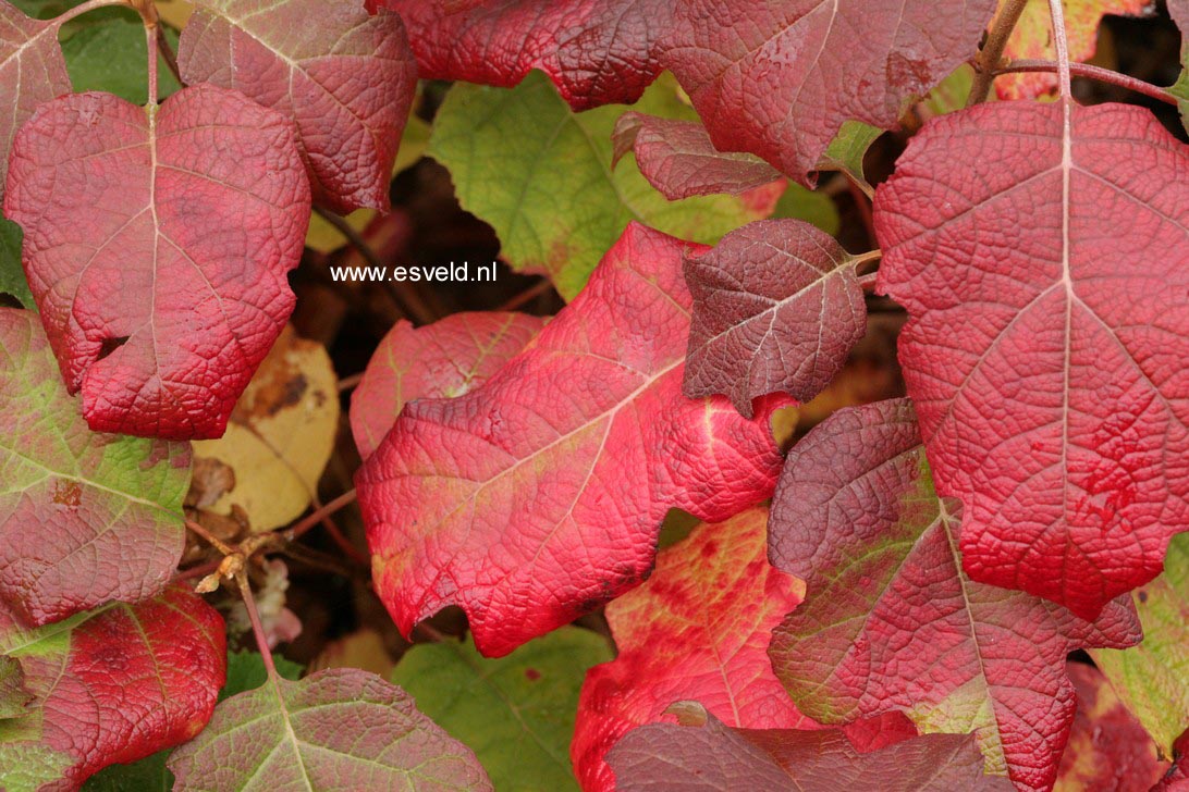 Hydrangea quercifolia 'Flemigea' (SNOWQUEEN)