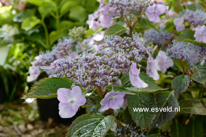 Hydrangea serrata 'Blue Deckle'