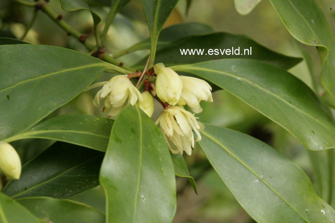 Illicium anisatum