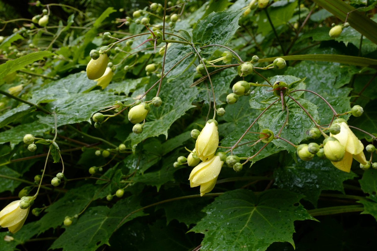 Kirengeshoma palmata