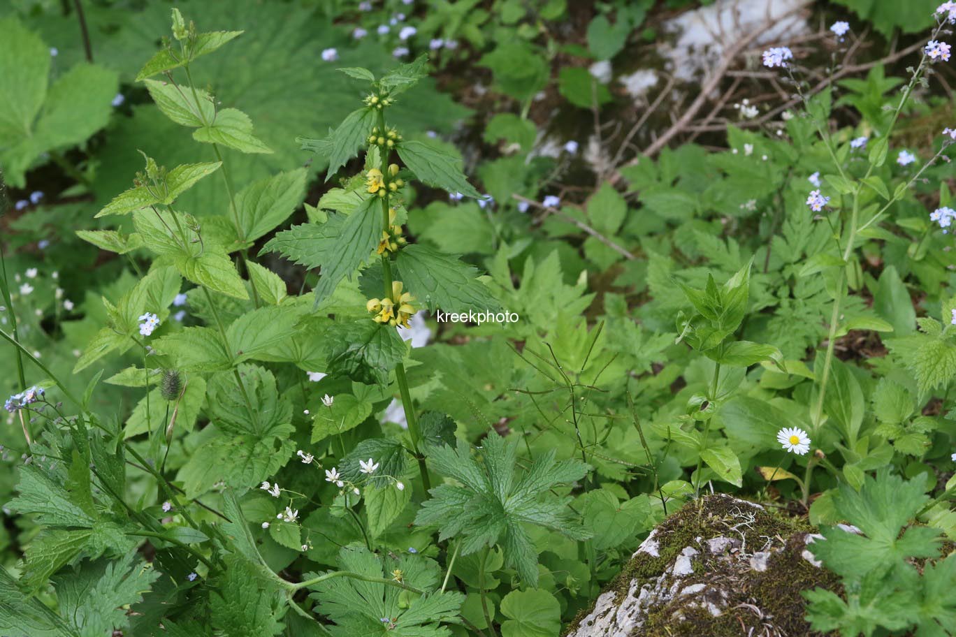 Lamiastrum galeobdolon