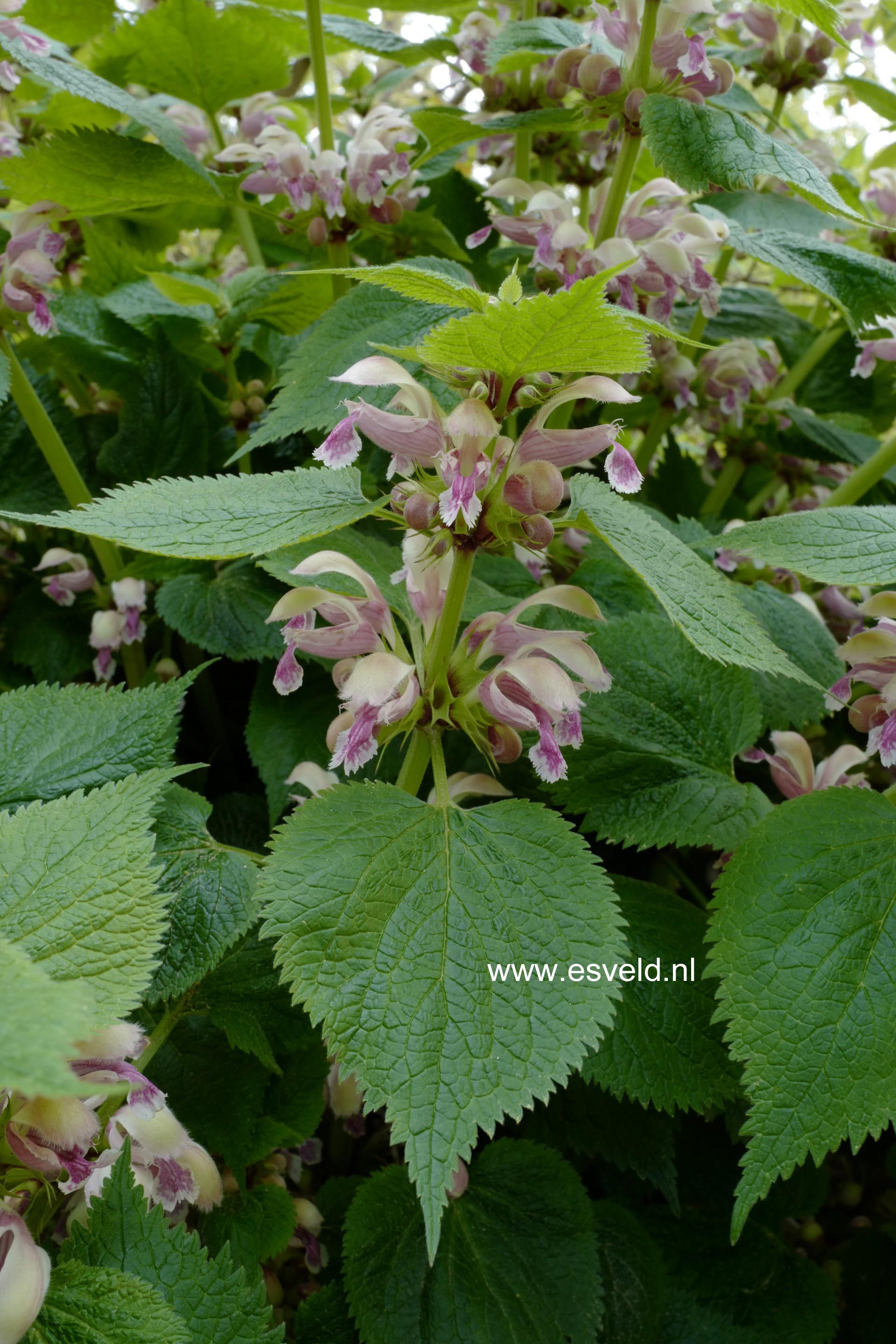 Lamium orvala