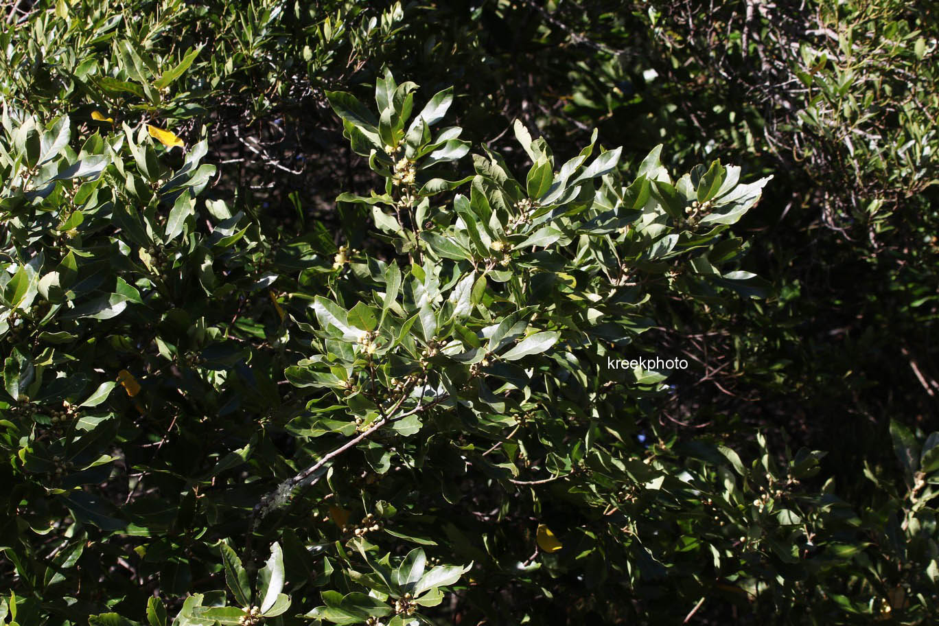 Laurus novocanariensis