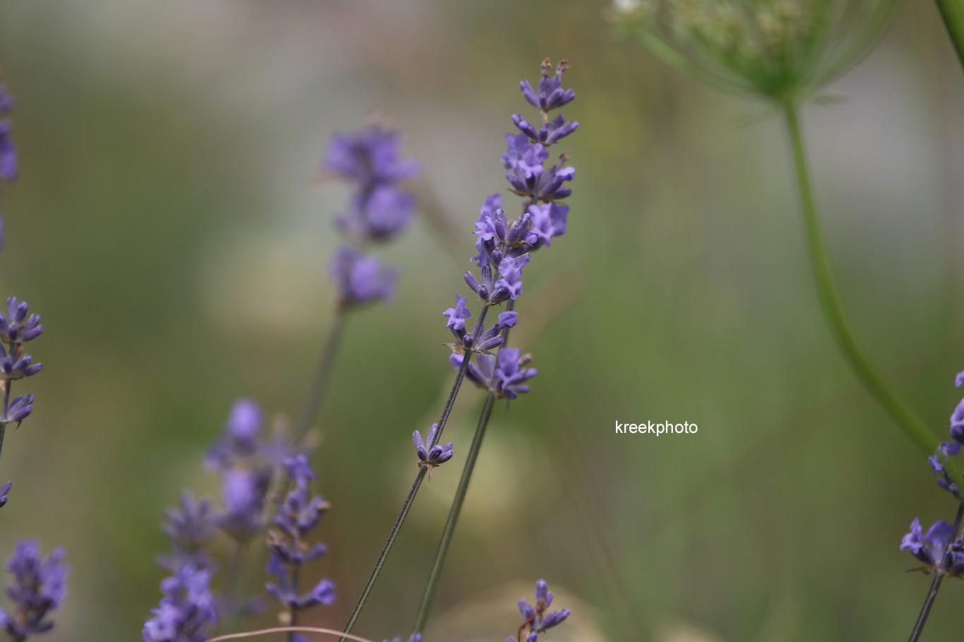 Lavandula angustifolia