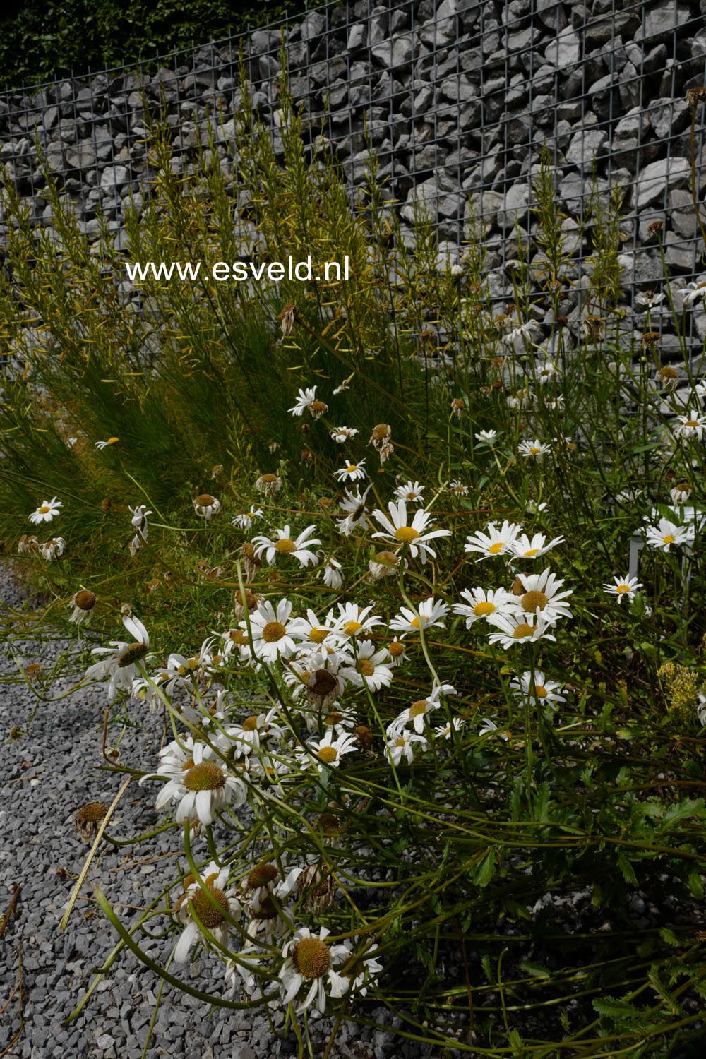 Leucanthemum vulgare