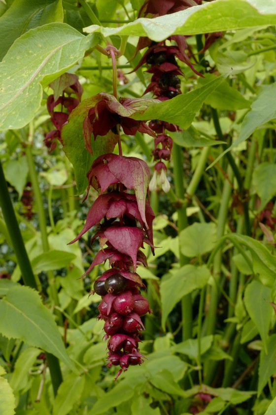 Leycesteria formosa