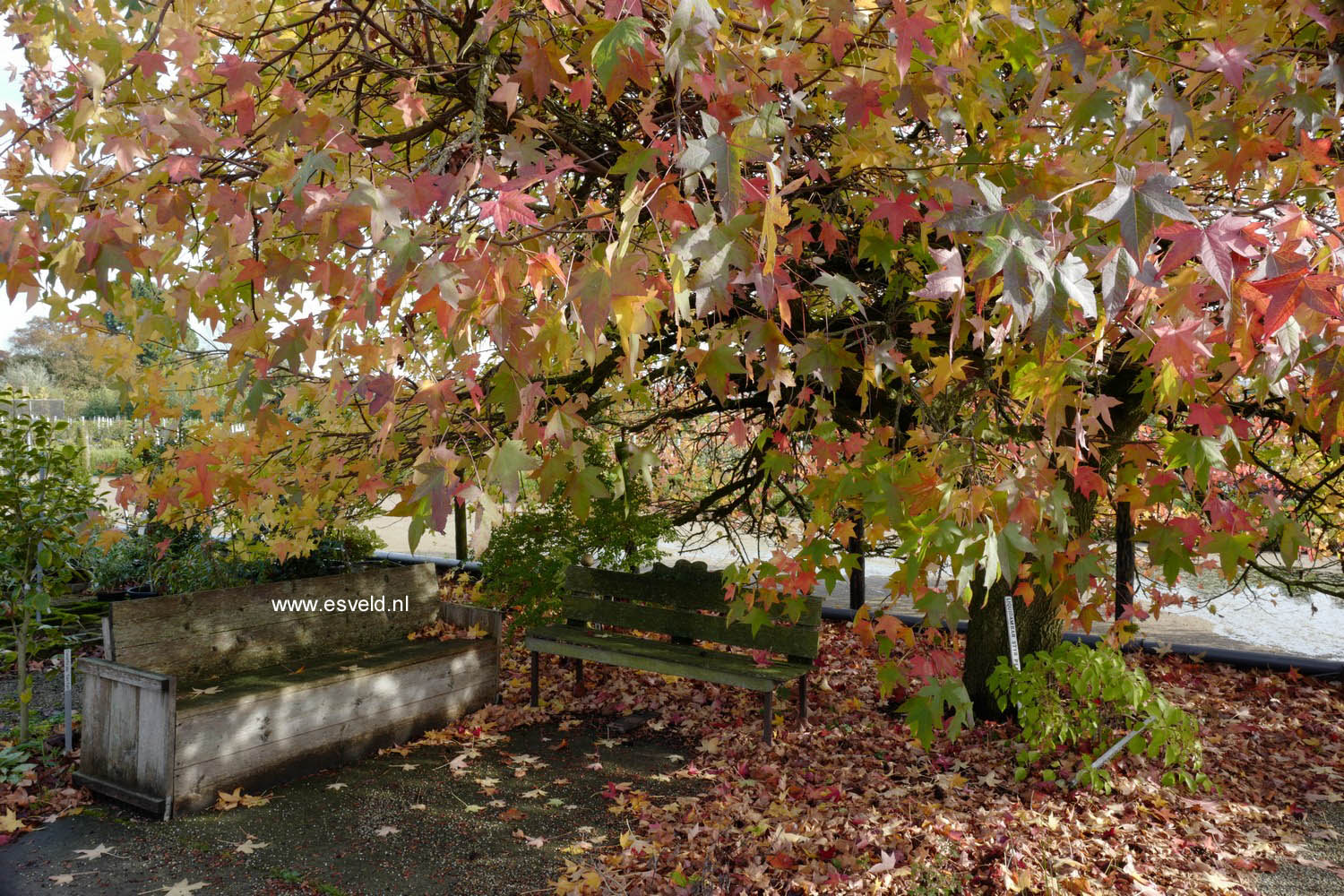 Liquidambar styraciflua 'Pendula'