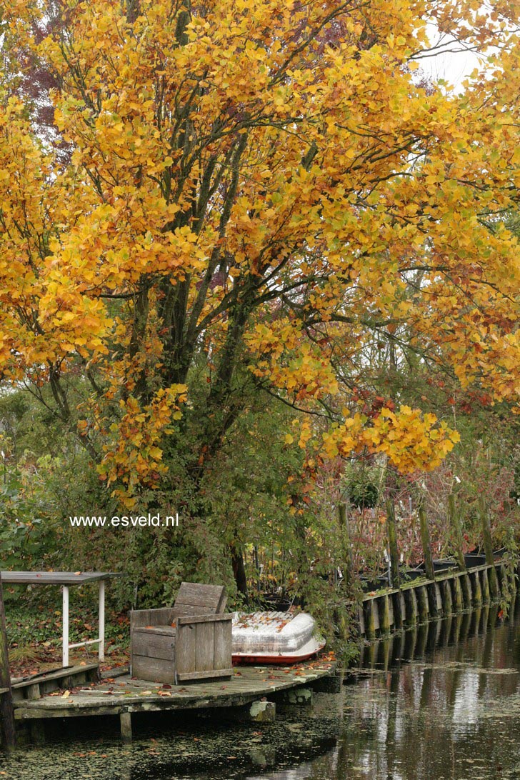 Liriodendron tulipifera 'Fastigiatum'