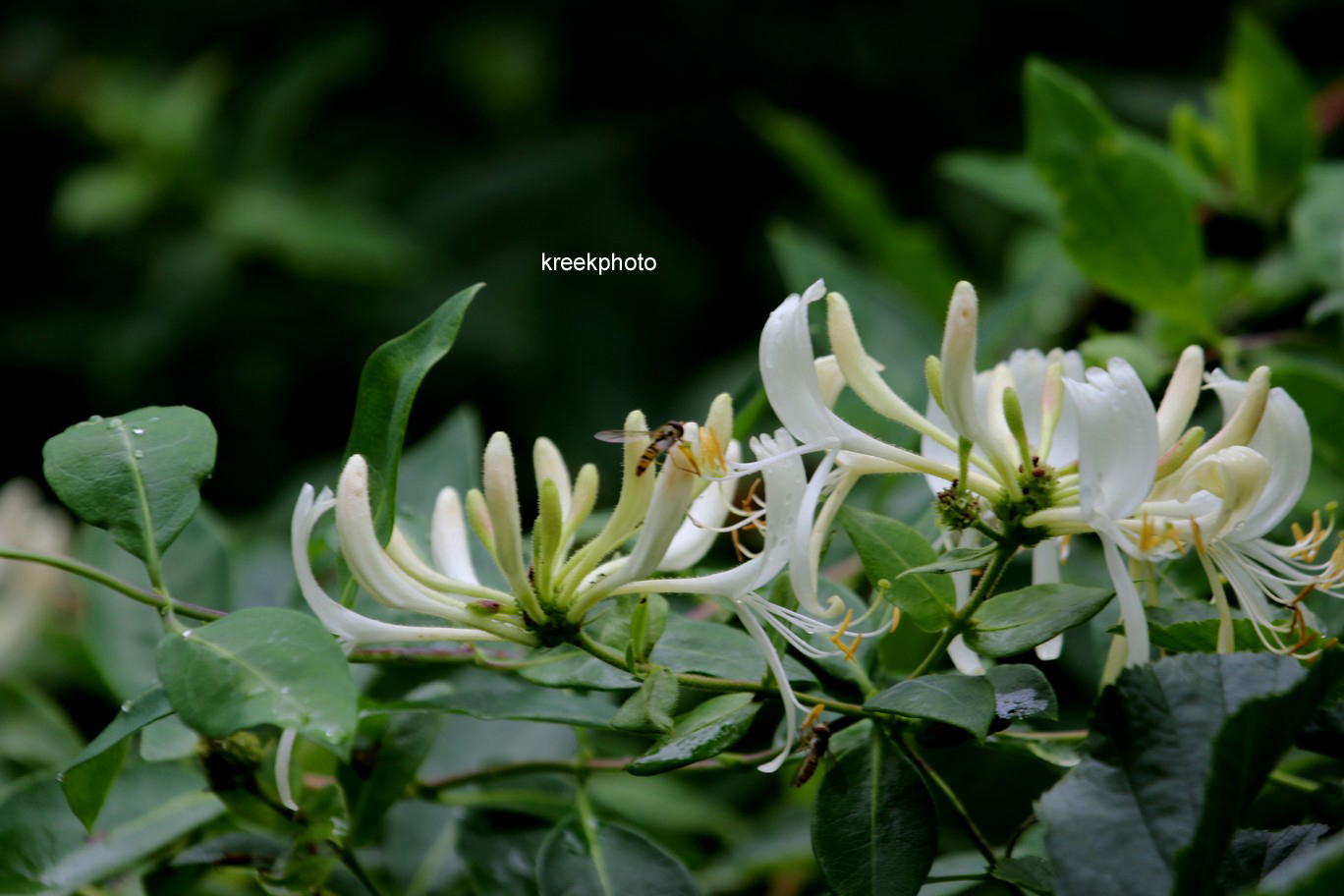 Lonicera periclymenum