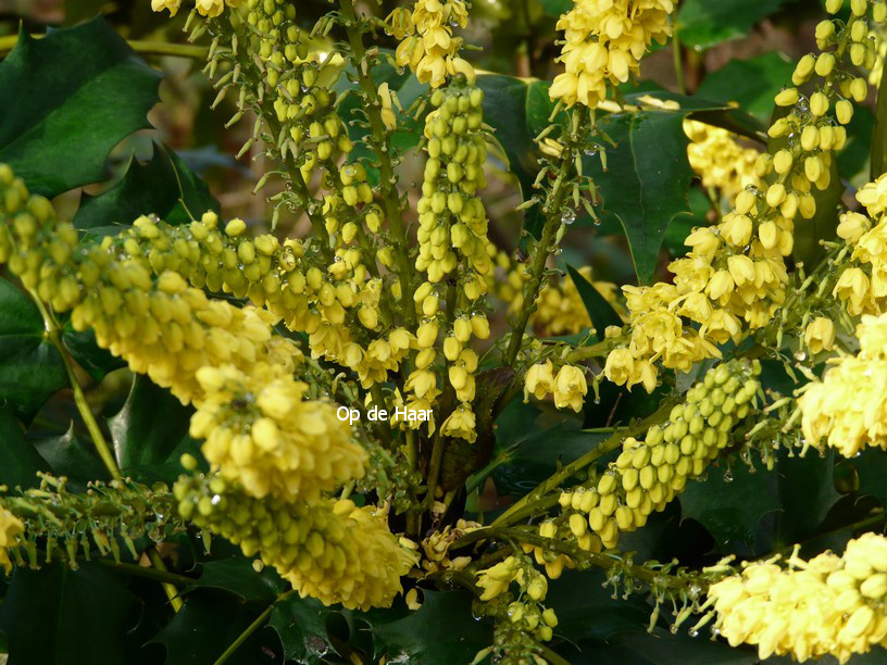 Mahonia media 'Winter Sun'