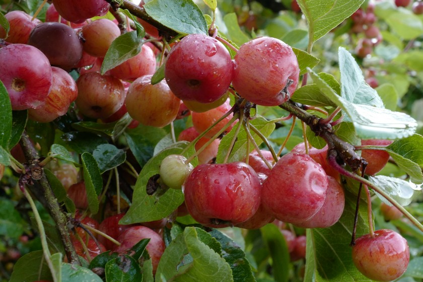 Malus 'Evereste' (PERPETU)