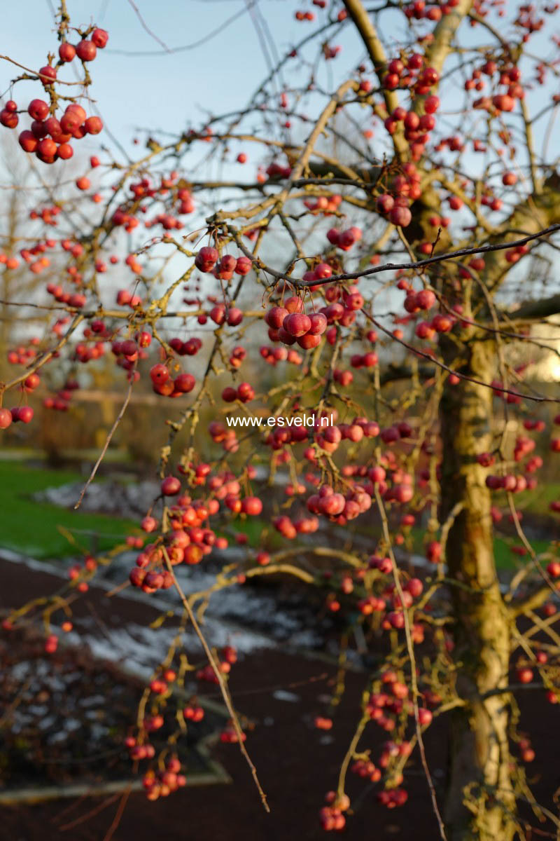 Malus 'Red Sentinel'