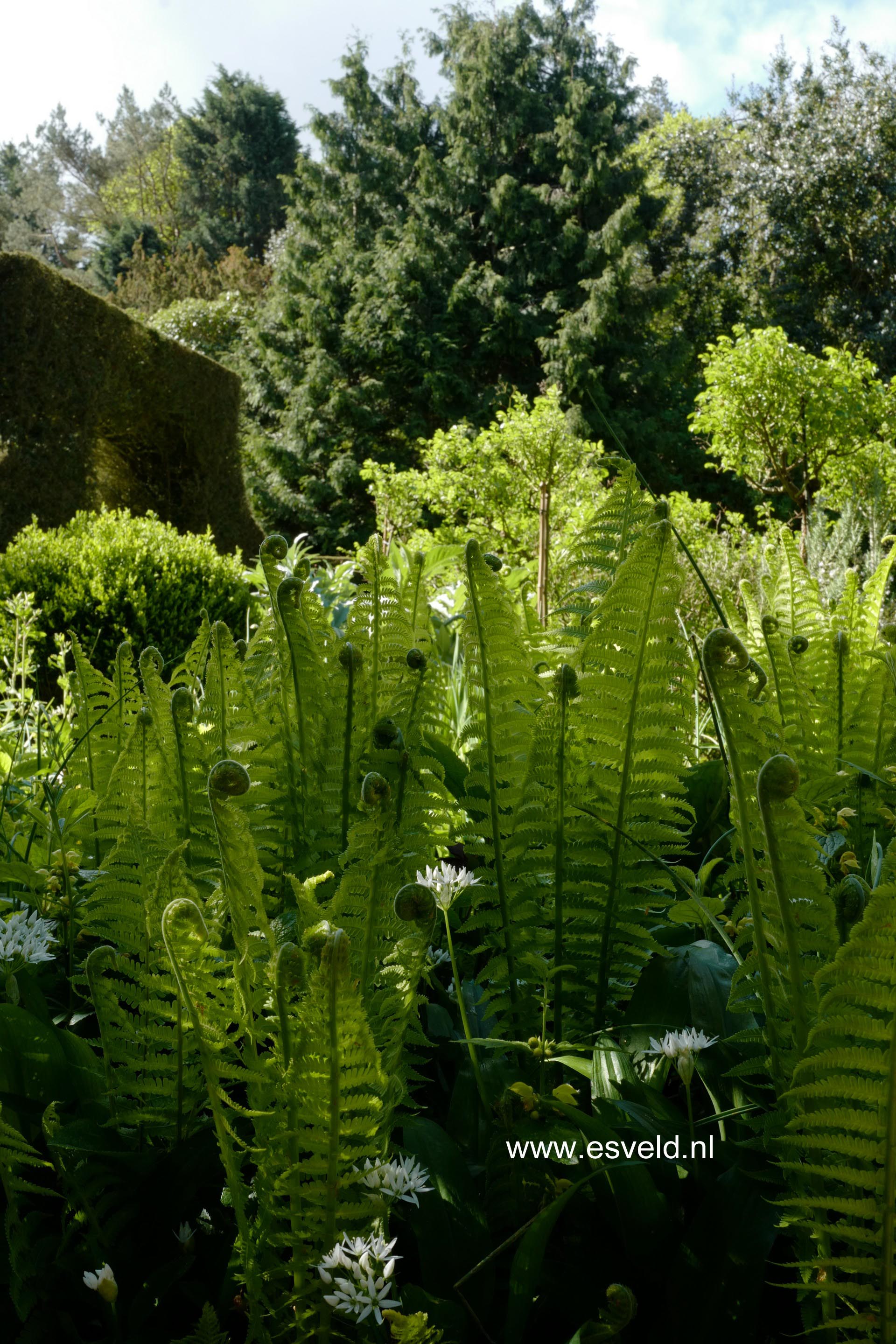 Matteuccia struthiopteris